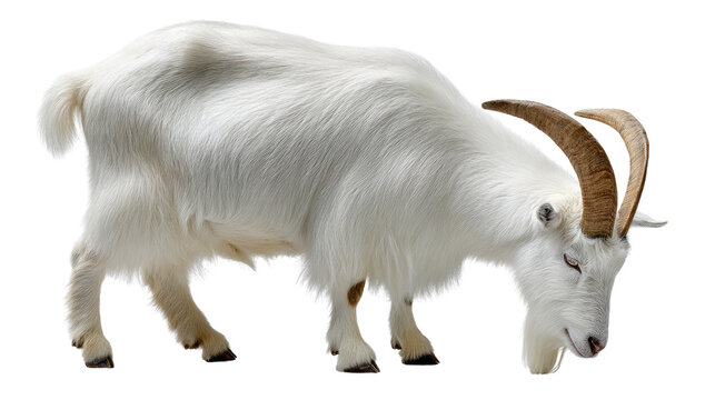 Goat Grazing Serenity: A pristine goat, characterized by its gleaming white coat and majestic horns, indulges in a moment of peaceful grazing. A close-up capturing the animal's tranquil essence.