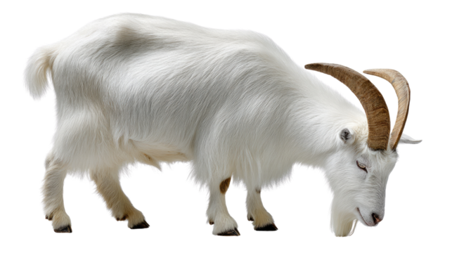 Goat Grazing Serenity: A pristine goat, characterized by its gleaming white coat and majestic horns, indulges in a moment of peaceful grazing. A close-up capturing the animal's tranquil essence.