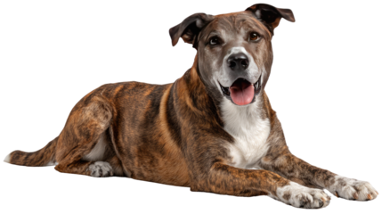 Loyal Companion in repose: a lovable canine lays gracefully, a heartwarming portrait of contentment and affection in this canine companion. 