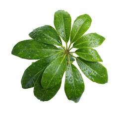 Close-up of a wet, green plant rosette