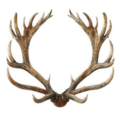 Majestic deer antler isolated on transparent background, showcasing the intricate details and natural beauty of wildlife in a striking composition