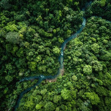 Lush green rainforest canopy with winding river
