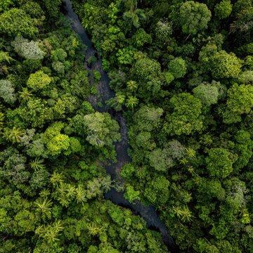 High-angle view of a lush green rainforest with a winding river running through it