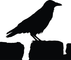 F-Caw-F SVG, Funny Crow SVG, Black Bird Shirt