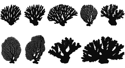 Black and white illustration of various branching coral formations displayed neatly