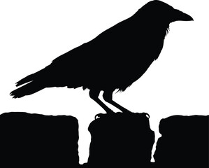 F-Caw-F SVG, Funny Crow SVG, Black Bird Shirt