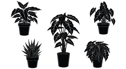 Black silhouette illustration of various potted indoor plants on white background © Nasima