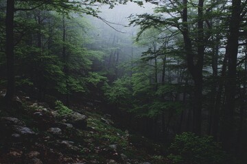 Fototapeta premium Misty forest valley, dense trees, rocks, tranquil scene