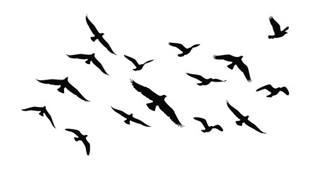 A flock of silhouetted birds in flight across a white background
