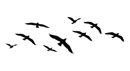 A flock of black birds silhouetted against a bright white background