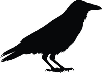 F-Caw-F SVG, Funny Crow SVG, Black Bird Shirt