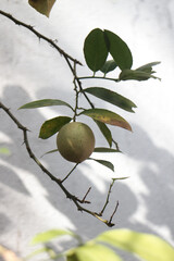 lemon fruit with a beautiful background