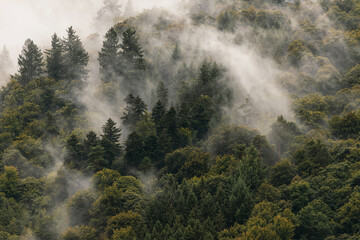 Fototapeta premium Aerial view of evergreen forest and mist