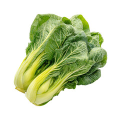 Two fresh green and yellow bok choy heads