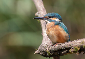 Fototapeta premium Common kingfisher, Alcedo atthis. A bird sits on a branch, looks at the river, waits for a fish