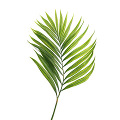 Fototapeta premium Vibrant palm leaf, detailed illustration