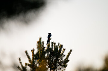 Obraz premium Silhouette of a Eurasian magpie perched on a pine tip against a pale sunset sky, warm foreground bokeh and soft backlight.