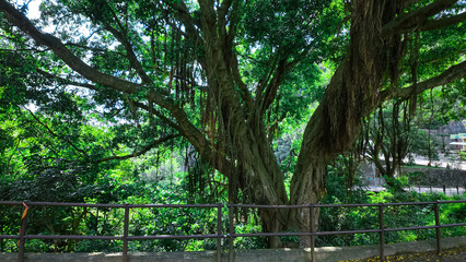 Ancient Banyan Tree with Dense Green Foliage Under Bright Daylight