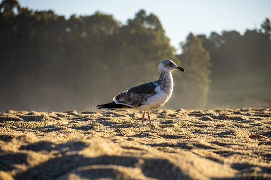 seagull on beach