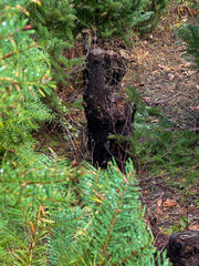 stump in forest
