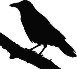 F-Caw-F SVG, Funny Crow SVG, Black Bird Shirt