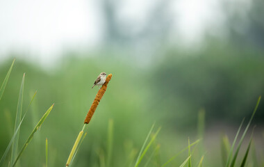 A common house sparrow perched quietly on reed in nature.