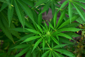 Close-up of marijuana plant growing outdoors