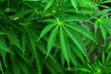 Close-up of marijuana plant growing outdoors