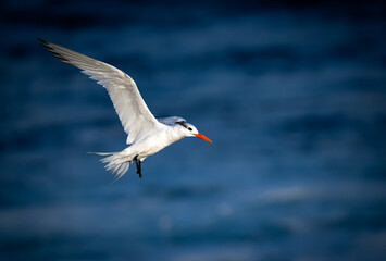 Royal tern in up close flight coming in for a landing at La Jolla, San Diego