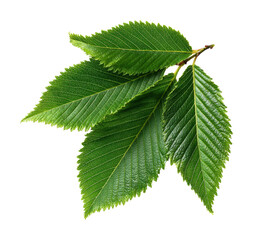 Lively green leaves display nature plant outdoors isolated on transparent background