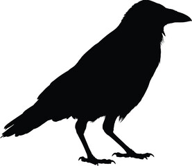 F-Caw-F SVG, Funny Crow SVG, Black Bird Shirt