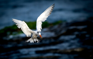 Royal tern in up close flight coming in for a landing at La Jolla, San Diego