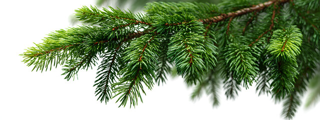 Fir tree branch isolated on white background. green fir branch Christmas decoration. Long wide banner