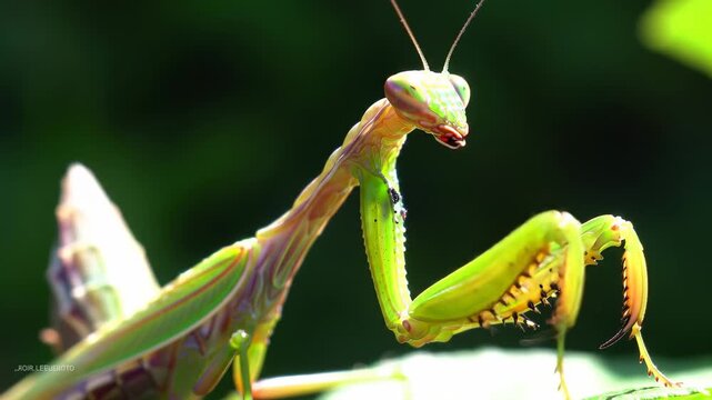 Close-up of a vibrant green mantis