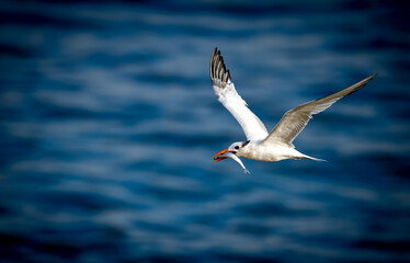 Royal tern flying in with fish against beautiful blue pacific ocean background