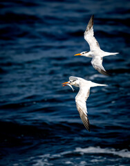 Two royal terns in up close flight coming in for a landing with fish at La Jolla, San Diego
