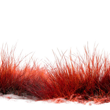 Vibrant red grass growing in nature close-up photography serene environment artistic viewpoint organic concept