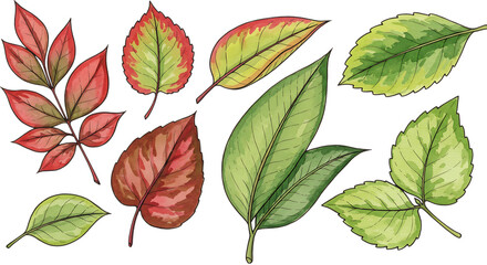 Fototapeta premium Collection of autumn leaves in various colors isolated on transparent background