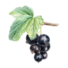 Ripe black currant berry on branch with leaf isolated watercolor hand drawn illustration. Summer plant blackberries botanical clip art. Garden cassis fruits for cosmetic, packaging, card, horticulture