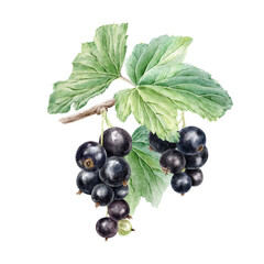 Black currant berry branch and leaves isolated watercolor hand drawn illustration. Garden plant berries botanical clip art. Summer fruits for cosmetic packaging, card, textile, fabric