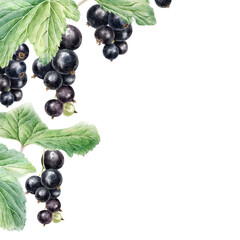 Frame of ripe Blackcurrant berry bunch and leaves. Garden plant blackberry template. Hand drawn watercolor botanical illustration. Background of cassis fruit for food and cosmetics packaging, card © Fedulova_art