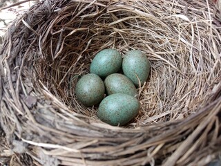 Nest of the fieldfare (Turdus pilaris) with five eggs.