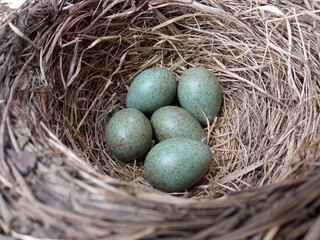 Obraz premium Nest of the fieldfare (Turdus pilaris) with five eggs.