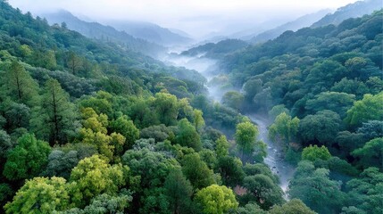 Aerial View of Verdant Rainforest Canopy in Morning Light with Mist and Rolling Hills Serene Green Landscape