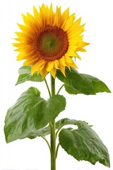 Obraz premium Single sunflower with bright yellow petals and dark center, vibrant green leaves on a tall stem against a white background