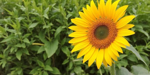 Fototapeta premium Vibrant yellow sunflower in a lush green field captures the essence of summer bloom