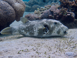 A pufferfish on the seabed among corals. The large fish lies on the seabed surrounded by a coral reef.