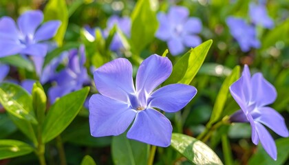 Delicate, vibrant periwinkle flowers bloom in a sunlit garden bed.