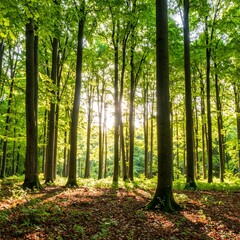 Fototapeta premium Sunlight filters through lush forest canopy