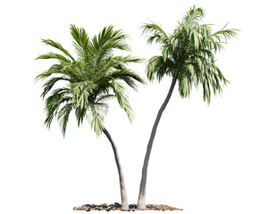 Twin coconut palm trees with lush fronds standing tall by the shore, PNG with a transparent background